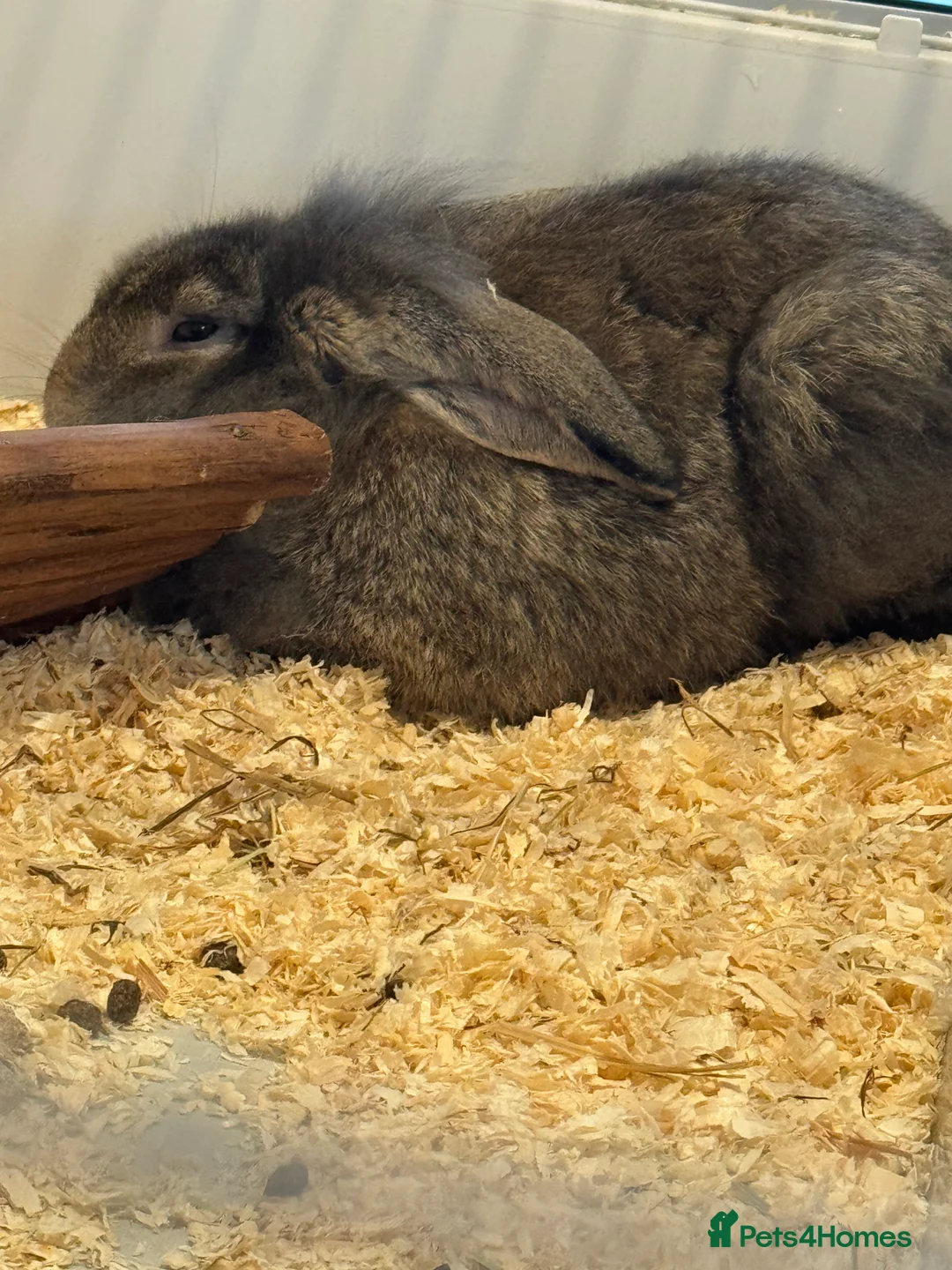 Mixed Breed rabbits for sale: Female rabbit  - Advert 1