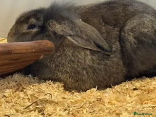 Mixed Breed rabbits Female rabbit - Advert 14