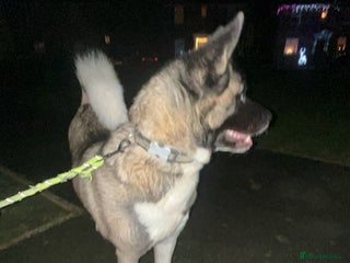 Akita dogs Loving 1.5 Year Old Female American Akita - Advert 18