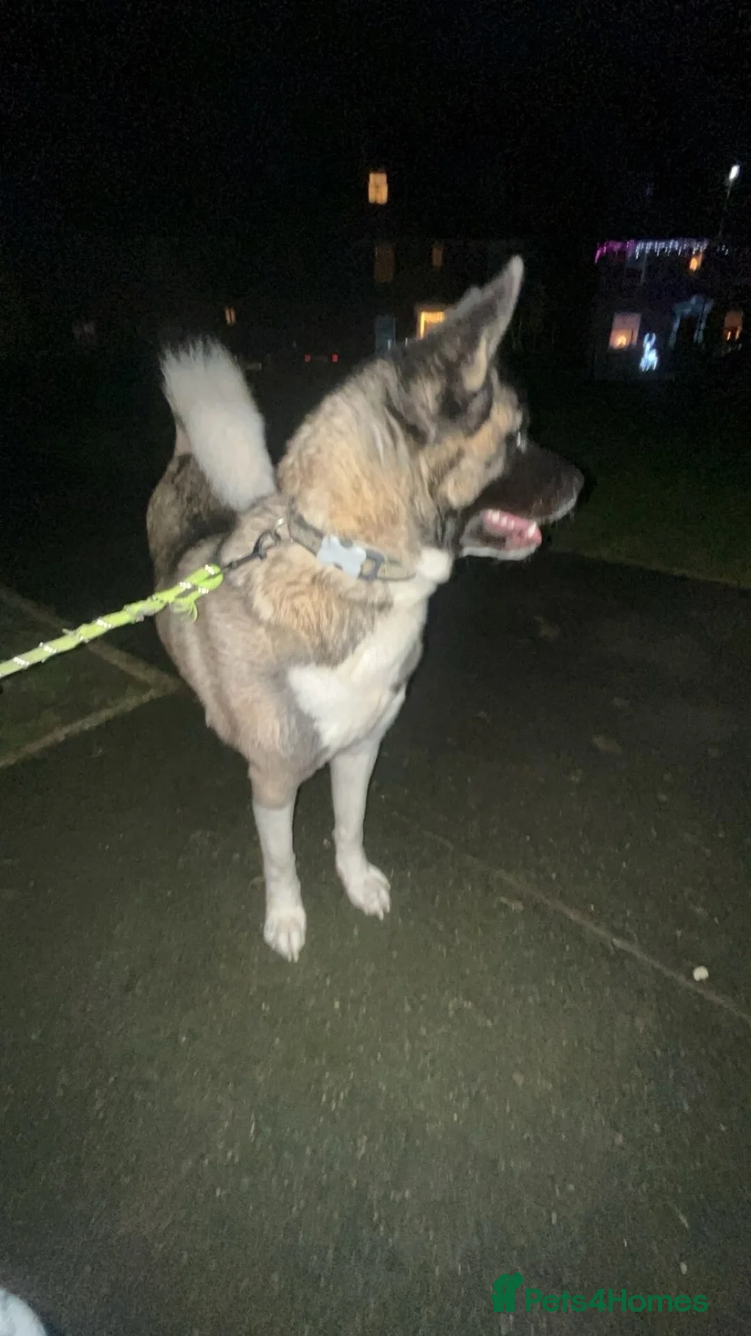Akita dogs for sale: Loving 1.5 Year Old Female American Akita - Advert 1