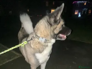 Akita dogs Loving 1.5 Year Old Female American Akita - Advert 2