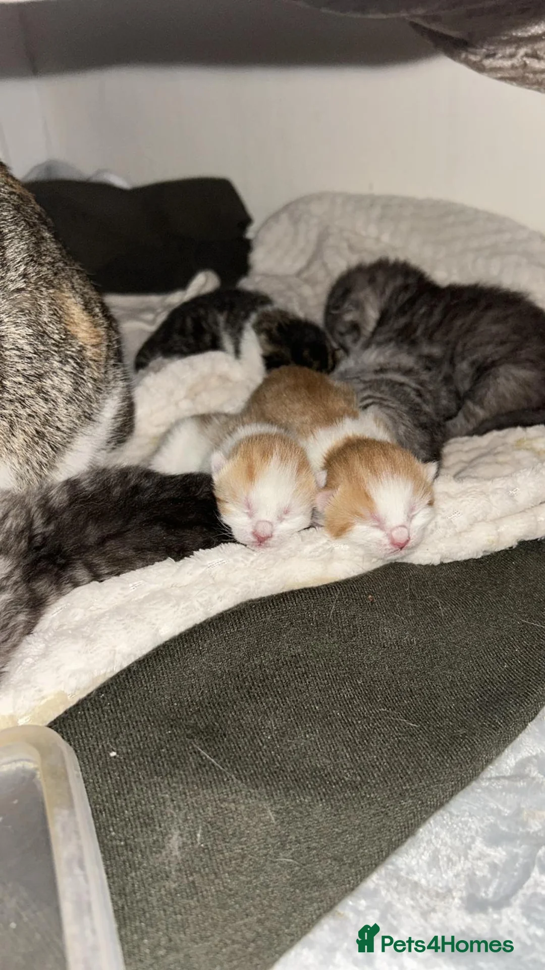 British Shorthair cats for sale: Gorgeous Kitten friendly and very playful - Advert 2