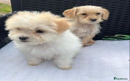 Mixed Breed dogs for sale: Jackapoo puppies - Image 11