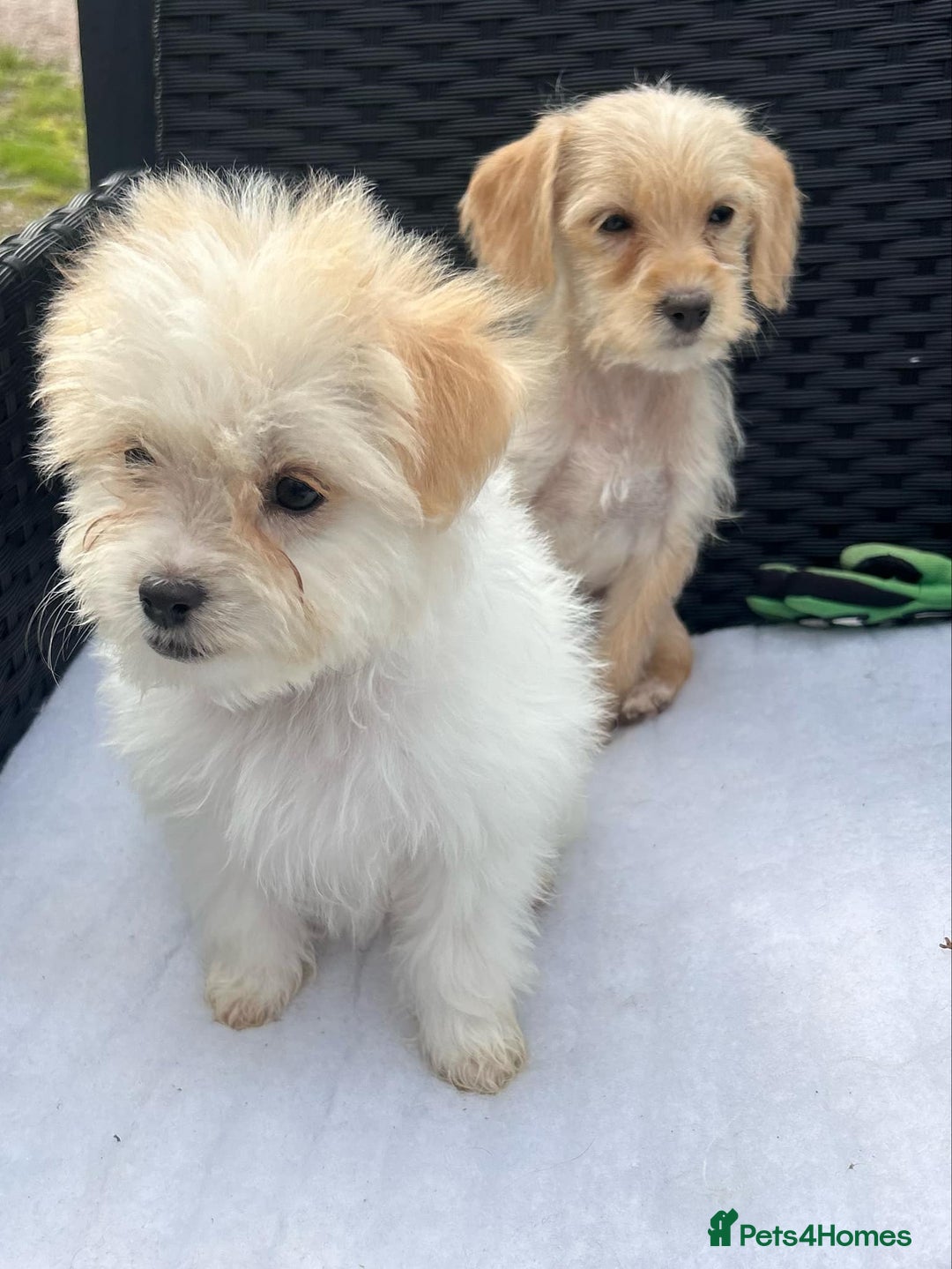 Mixed Breed dogs for sale: Jackapoo puppies - Image 11