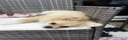 Pomeranian dogs for sale: 18 week old Pomeranian puppy - Advert 3
