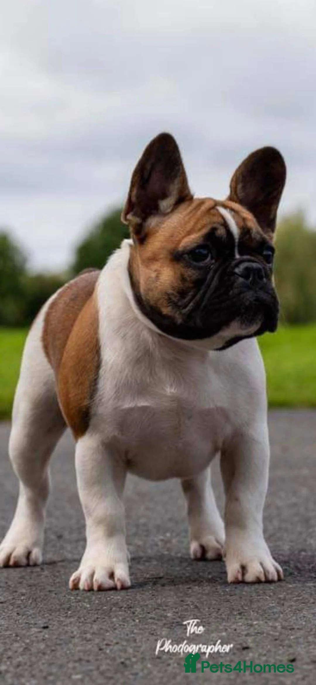 French Bulldog dogs for stud: Henri show winning red fawn stud  - Advert 40
