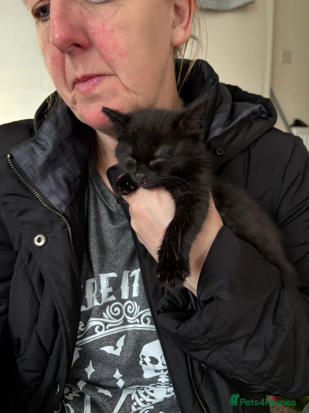 Mixed Breed cats for sale: 3x kittens for sale and the mother cat in Chester-le-Street - Advert 2