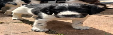 English Springer Spaniel 4