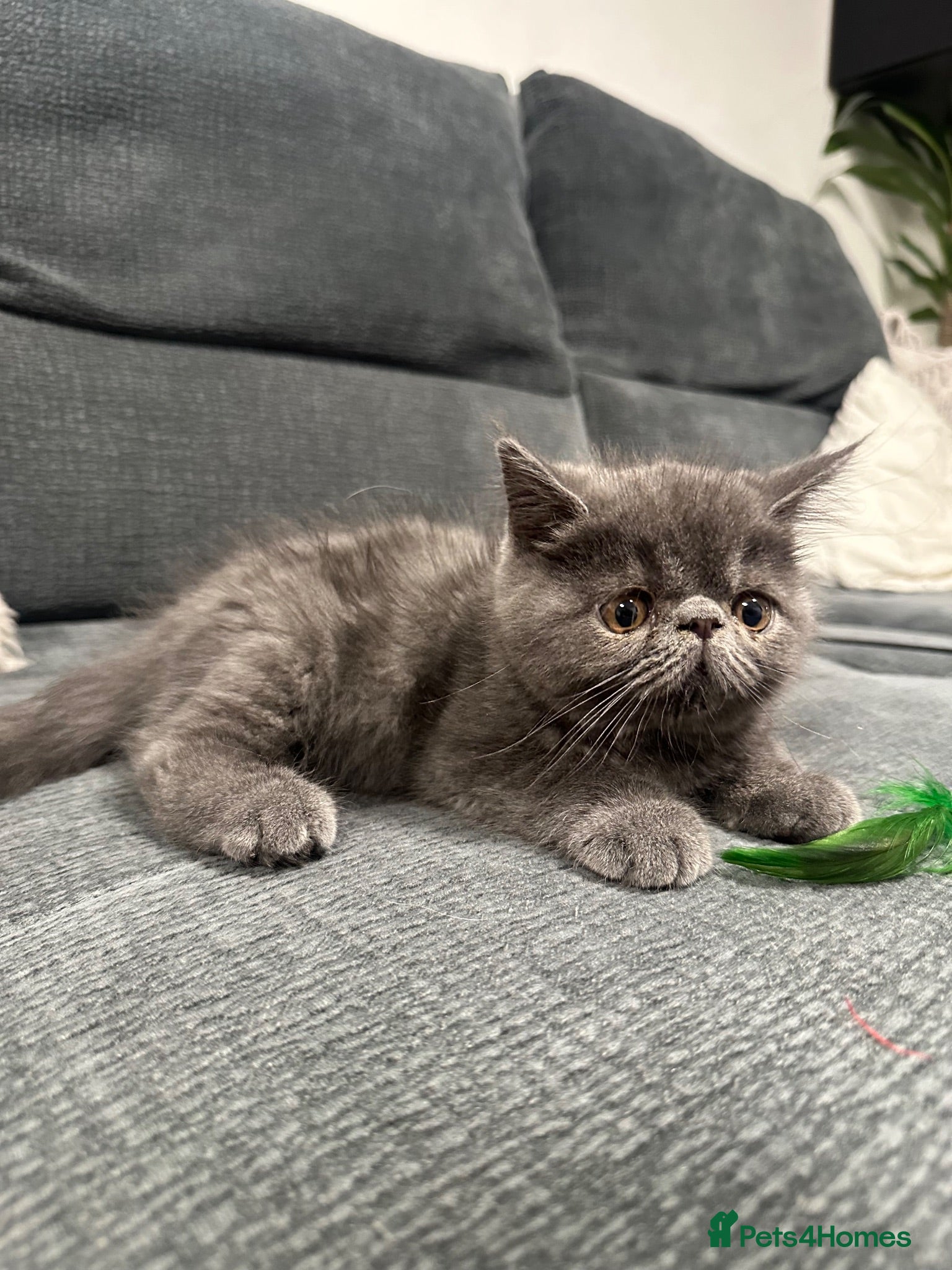 Exotic cats Beautiful Exotic x Persian Kittens ⭐️ - Advert 1