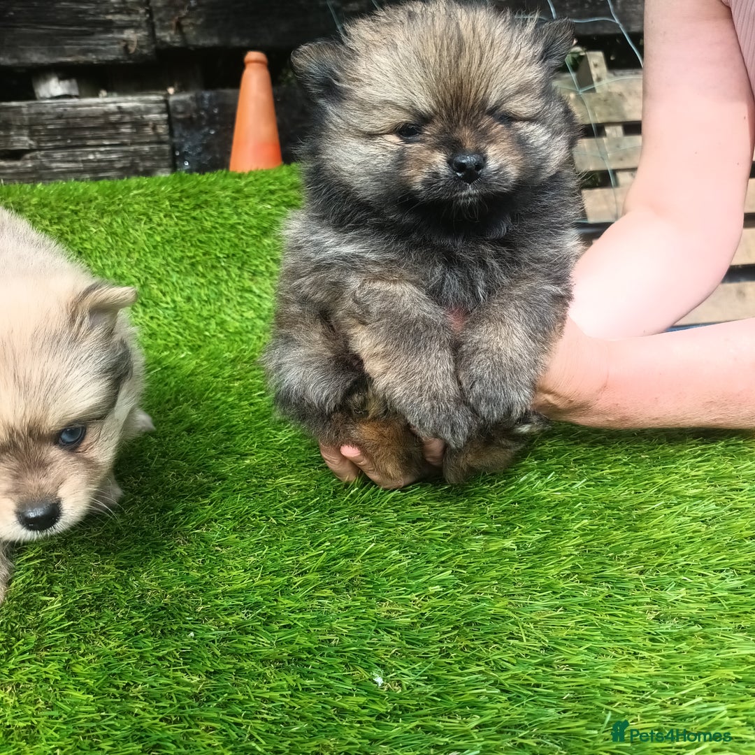 Pomeranian dogs for sale: Stunning Pomeranian Pups - Image 6