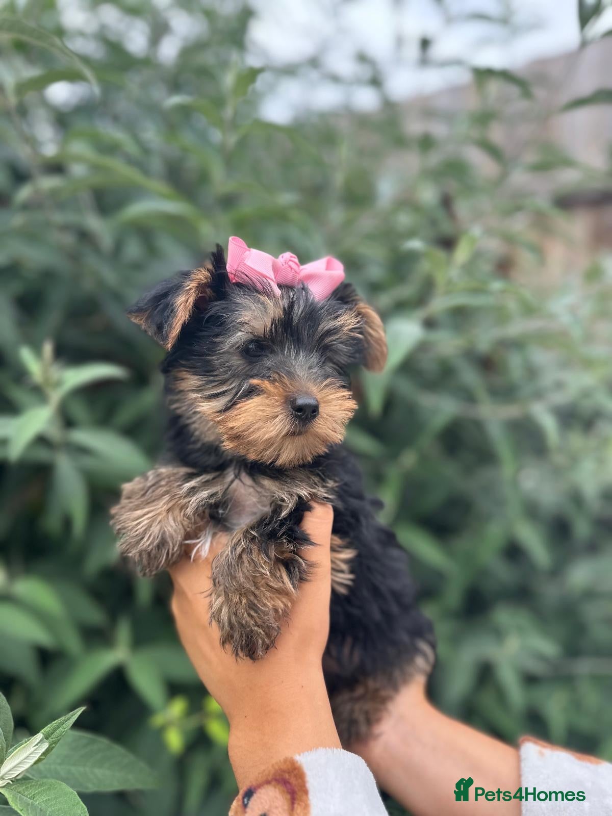 Yorkshire Terrier dogs for sale: Beautiful Yorkshire terrier puppy’s ready now - Advert 3