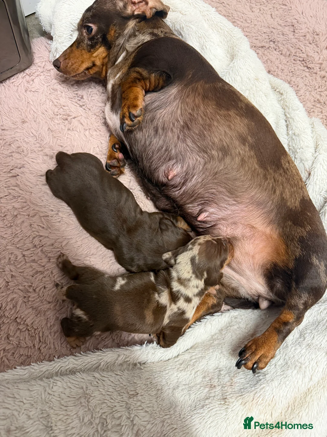 Miniature Dachshund dogs for sale: Miniature Dachshund  - Advert 6