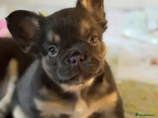 French Bulldog dogs KC Registered Fluffy French Bulldogs For Sale - Advert 11