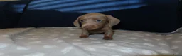 Miniature Dachshund dogs for sale: 4 boy’s beautiful miniature dachshund puppies  - Advert 11