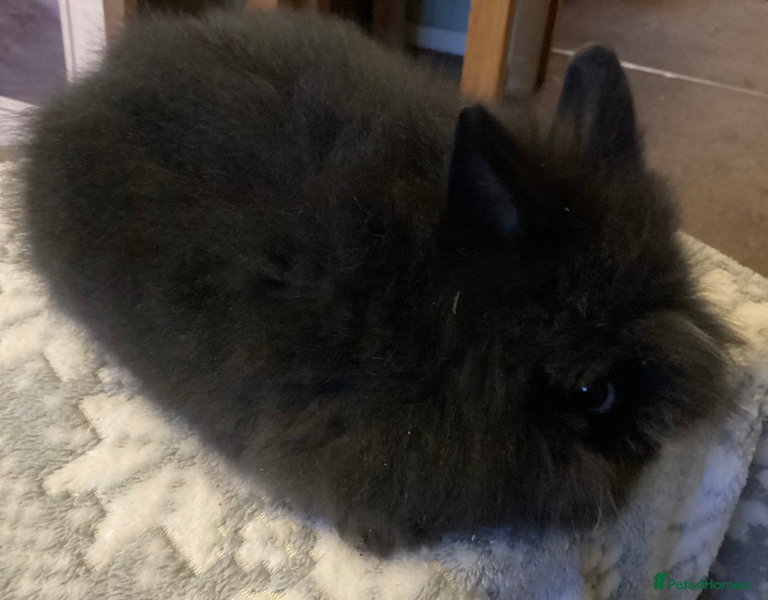 Lionhead rabbits for sale: Stunning DM lionheads baby rabbits - Advert 5
