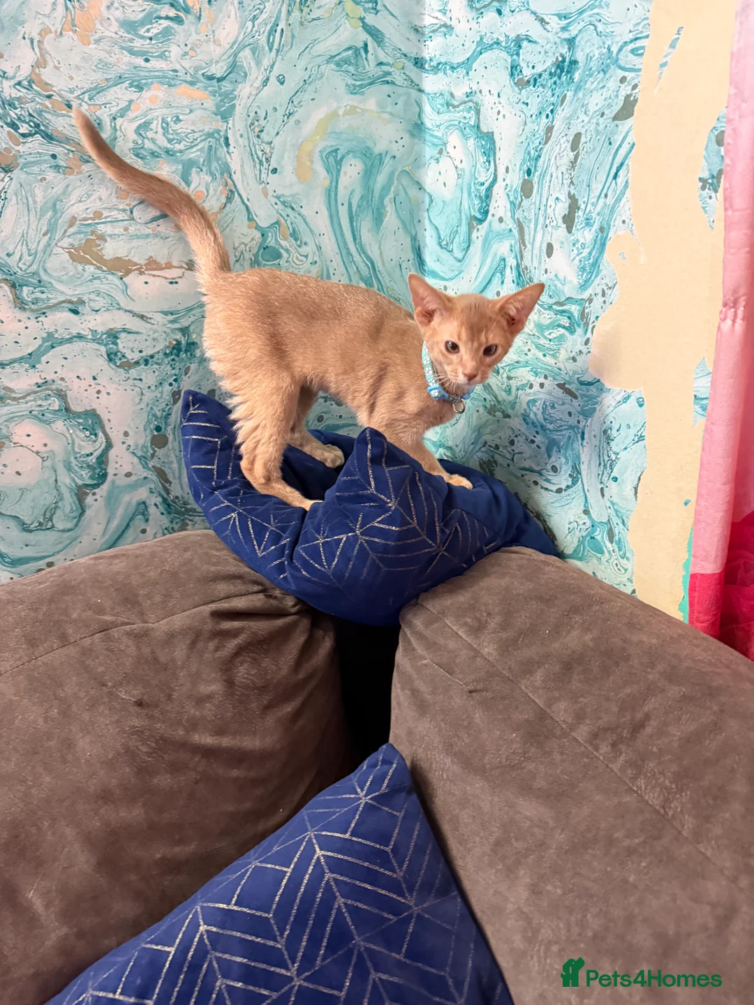 Abyssinian cats for sale: Ready for a new home - Advert 10