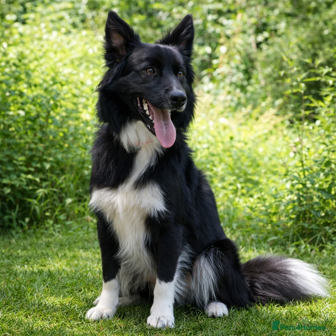 Borador dogs for sale: Borador Puppies - Fully Health Tested - Advert 16