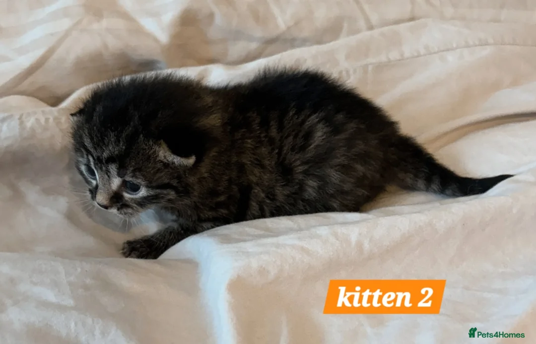 Scottish Fold cats for sale: Stunning Smoky Grey Scottish straight kittens - Advert 6