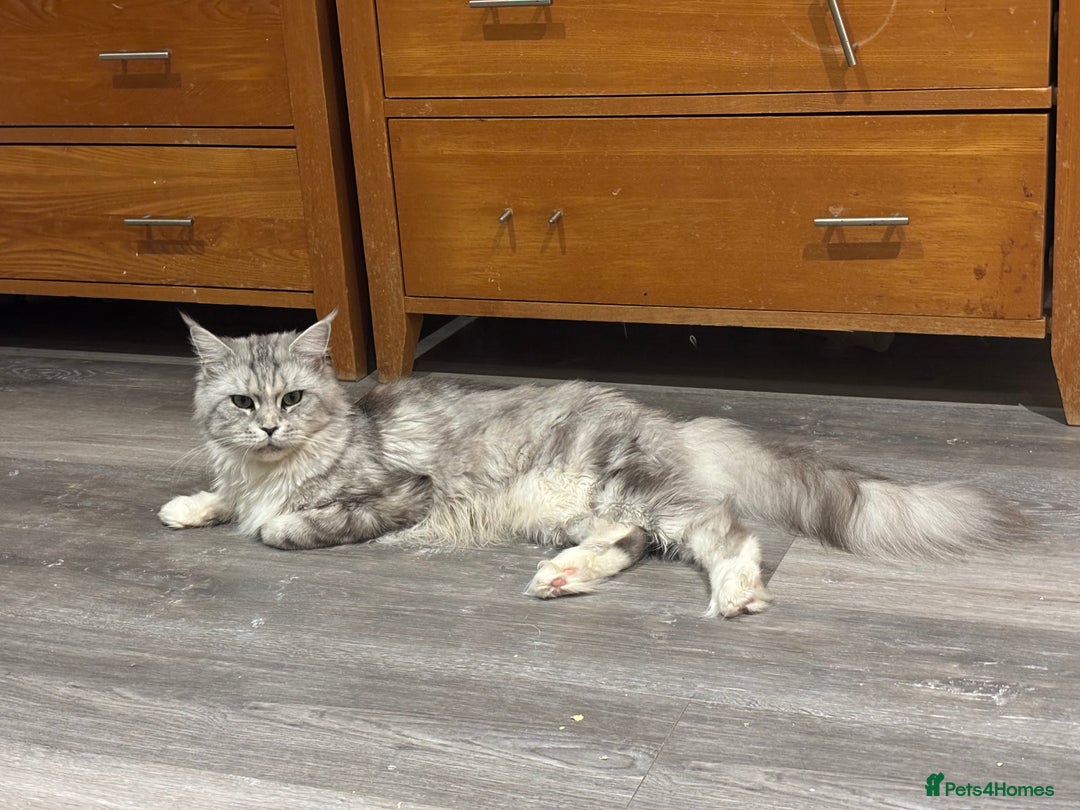 Maine Coon cats for sale: Attention Please ‼️ - Advert 8