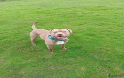 Staffordshire Bull Terrier dogs for sale: Staffordshire bull terrier for rehoming  - Image 6