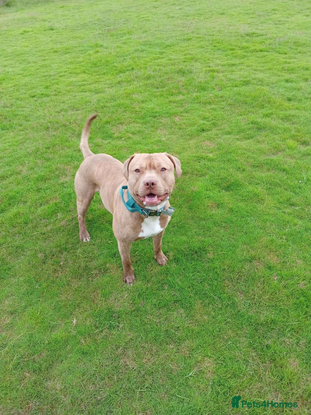 Staffordshire Bull Terrier dogs for sale: Staffordshire bull terrier for rehoming  - Image 6