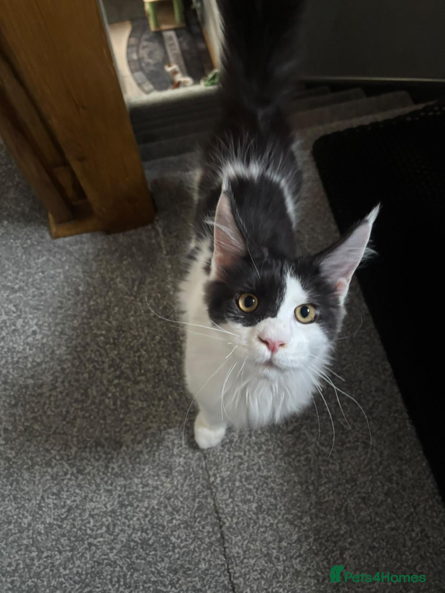 Maine Coon cats Maine Coon Kittens – GCCF Registered  Boys - Advert 2
