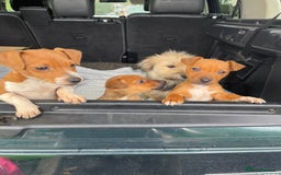 Mixed Breed dogs for sale: Jack Russell x Yorkshire terrier puppies  - Image 1