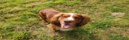 Cocker Spaniel dogs for stud: Bright handsome clever and loyal - Advert 12