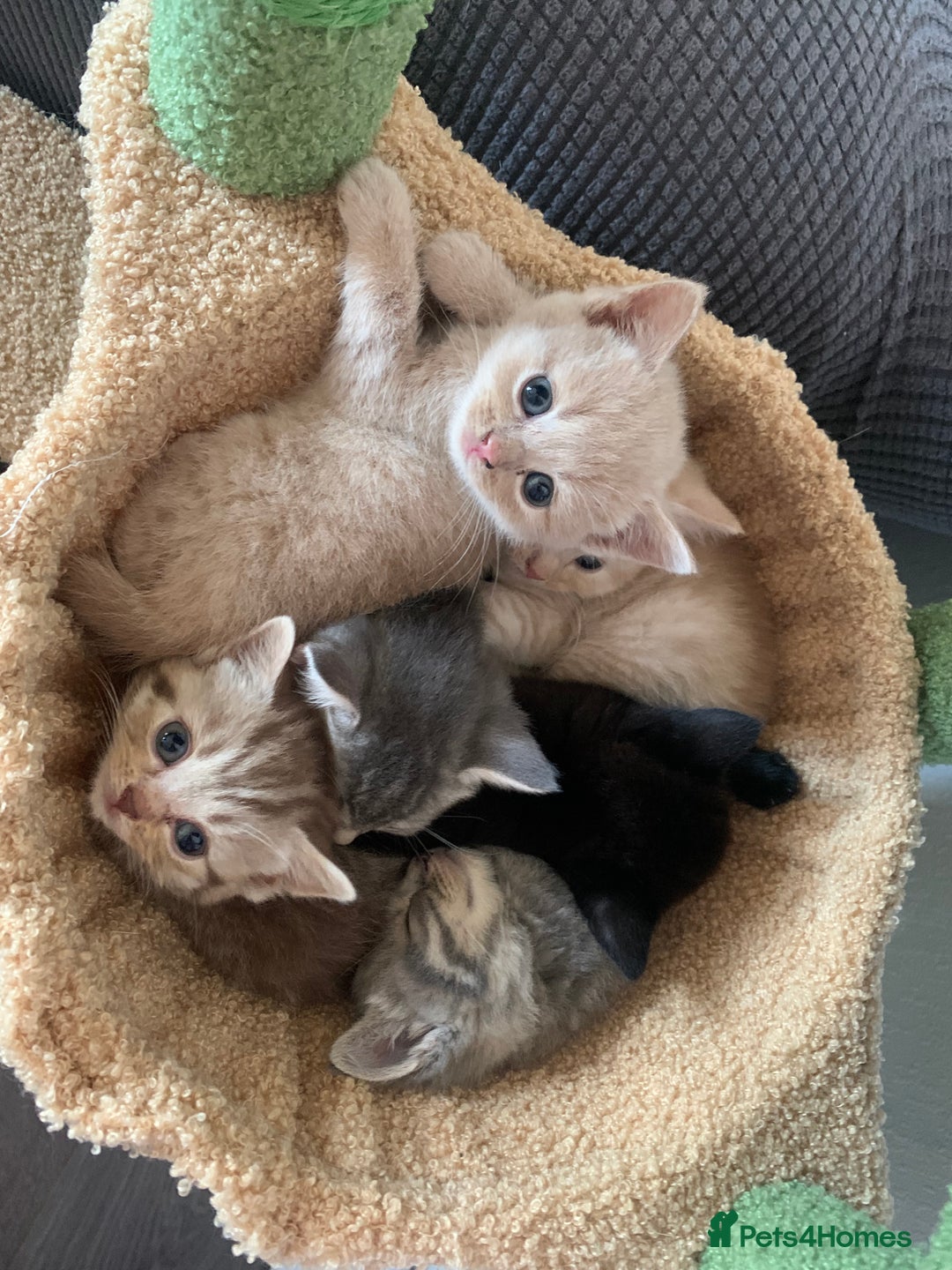 British Shorthair cats for sale: British shorthair kittens  - Image 11