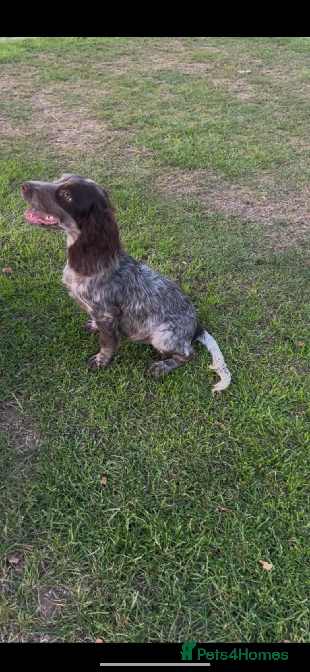 Cocker Spaniel dogs for sale: Beautiful cocka spaniel for sale 😍 - Image 3