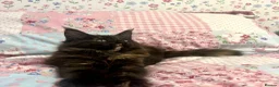Maine Coon cats for sale: Beautiful Tica Maine Coon babies  - Advert 2