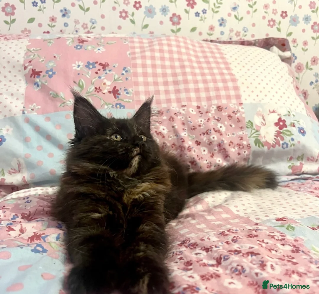 Maine Coon cats for sale: Beautiful Tica Maine Coon babies  - Advert 2