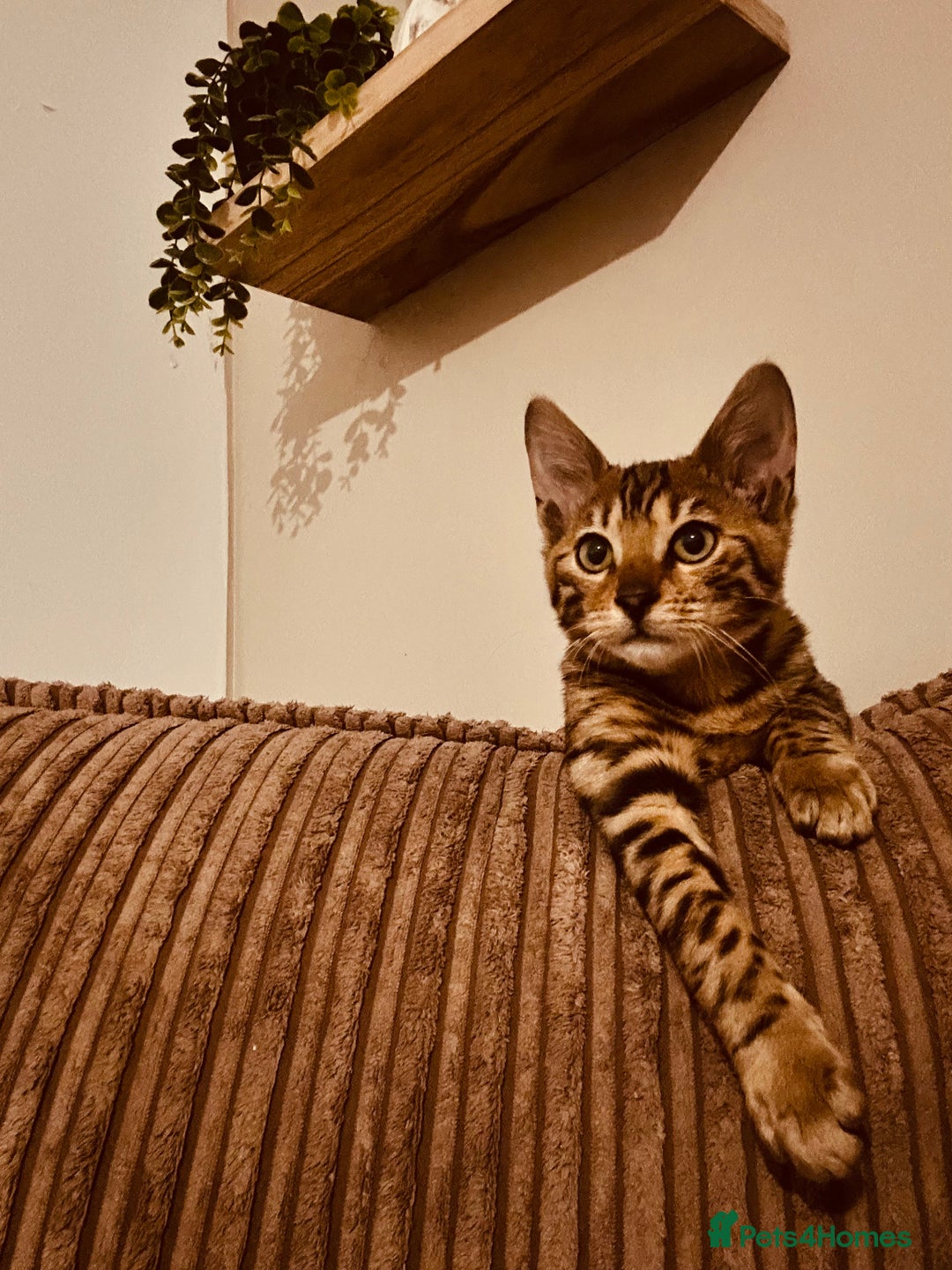 Bengal cats for sale: Tica registered bengal girl kitten 15 weeks - Advert 3