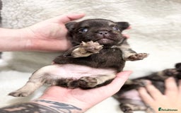 French Bulldog dogs for sale: Beautiful litter off French bulldog puppies  - Image 12