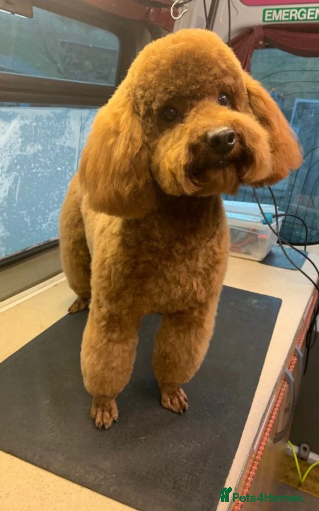 Toy Poodle dogs for stud: KC REG DNA Health Tested - RED Toy Poodle STUD in Littleborough - Advert 3