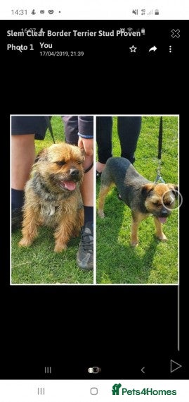 Border Terrier dogs Slem clear stud border terrier in Sheffield - Advert 4