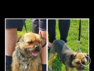Border Terrier dogs in Sheffield - Advert 6