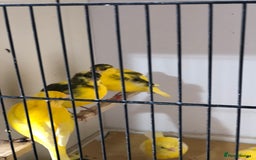 Canaries birds for sale: Fife canaries for sale 2025 bred - Image 5