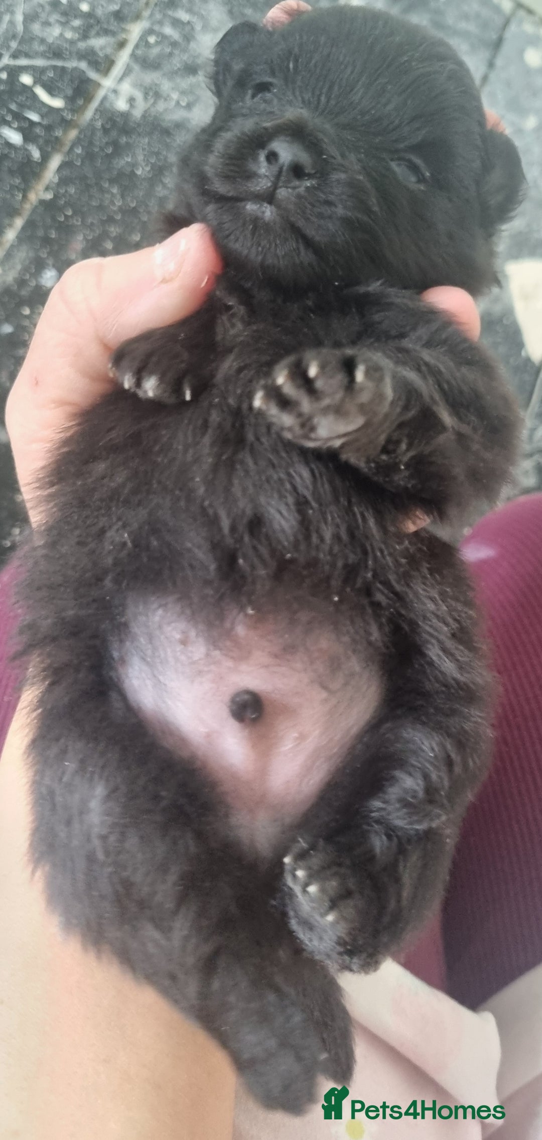 Pomeranian dogs for sale: Beautiful litter of poms  - Image 10