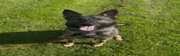 German Shepherd dogs for sale: Czech import super pedigree health tested female - Advert 2