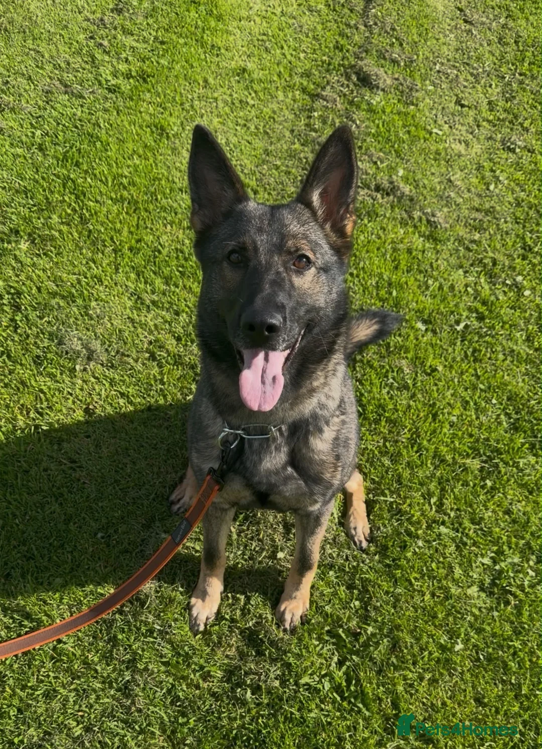 German Shepherd dogs for sale: Czech import super pedigree health tested female - Advert 2