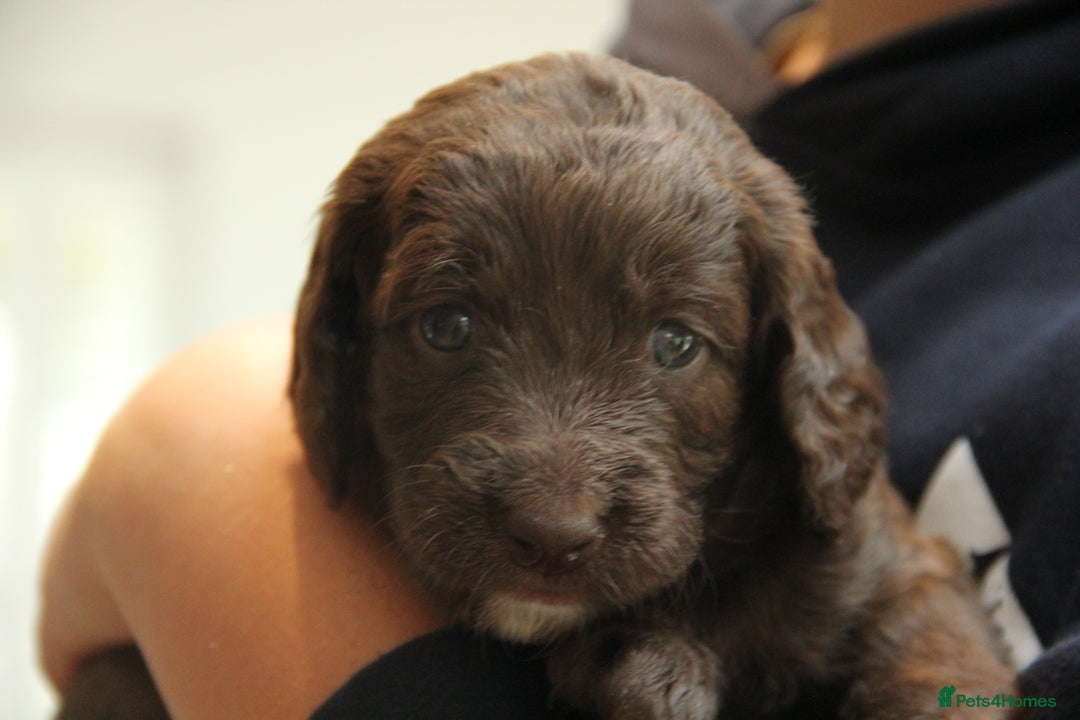 Mixed Breed dogs for sale: Cockapoo - Bernedoodle Pups - Image 6