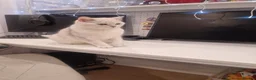 British Shorthair cats for sale: Amasing boy British Shorthair Silver Chinchilla  - Advert 12