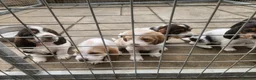 Basset Griffon Vendeen dogs for sale: Griffon grand bassets  - Advert 9