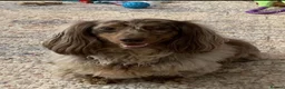 Miniature Dachshund dogs for sale: Beautiful Miniature Long-Haired Dachshund Puppies. in Bridgwater - Advert 3