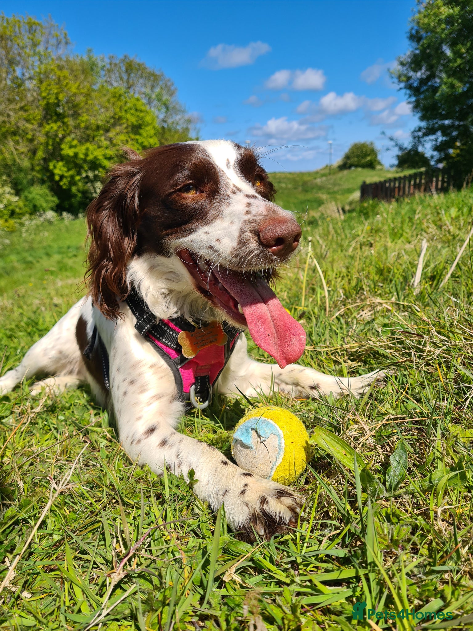 Cocker Spaniel dogs 1 year old female cocker spaniel  - Advert 4