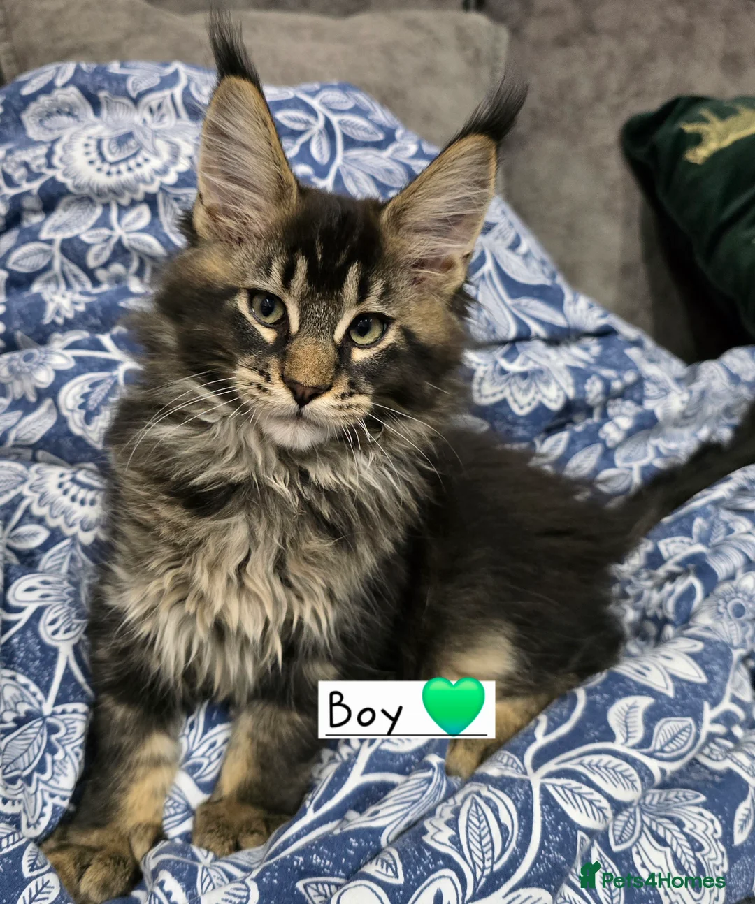 Maine Coon cats for sale: Pedigree TICA Maine Coon kittens READY  - Advert 18