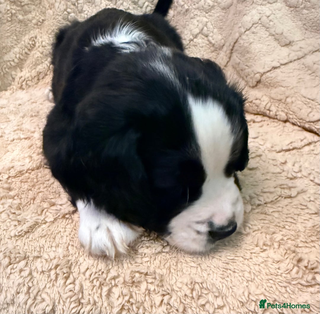 Cocker Spaniel dogs for sale: Cocker spaniel  - Advert 10