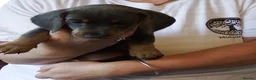 Miniature Dachshund dogs for sale: Blue and tan Mini dachshund pups ready !! 5 left!  in Newport - Advert 16