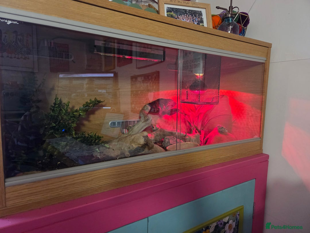 Leopard Gecko reptiles for sale: Leopard Gheko 3 years old - Advert 6